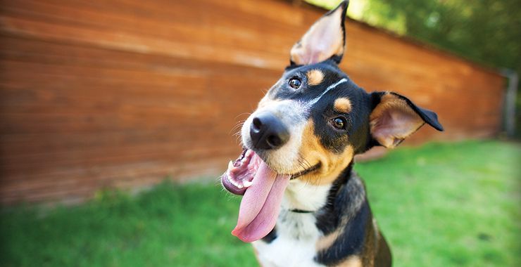 Buying a Pet Urn Before You Need One: Is It Ever Too Early?