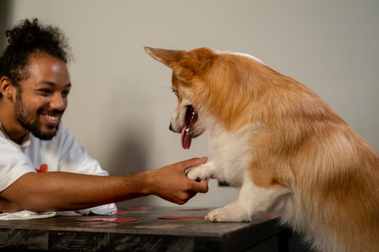 Can You Recognize Your Pet’s Personality in Their Face?