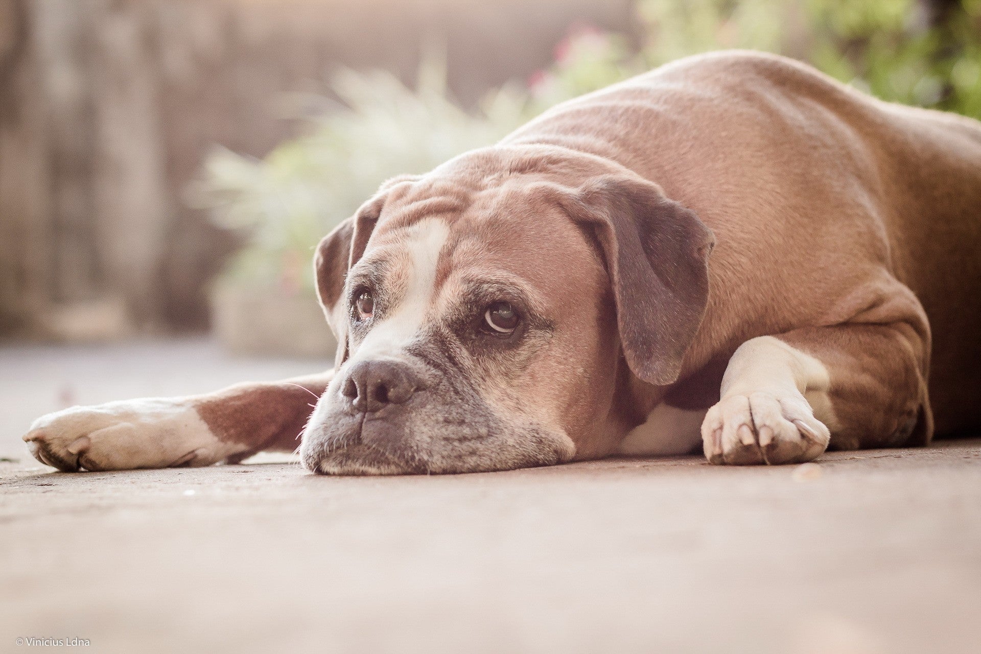 How to Choose the Best Pic for Your Pet’s Cremation Urn. Pulvis Art Urns Blog