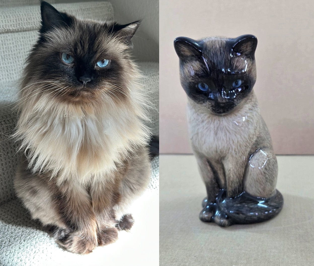 Comparison of a real cat and its ceramic urn replica by Pulvis Art Urns . Custom Decorated pet Urns