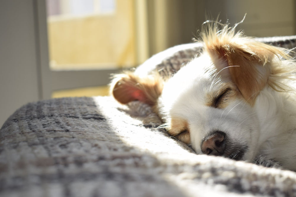 Coping with Pet Loss - Pulvis Art Urns blog