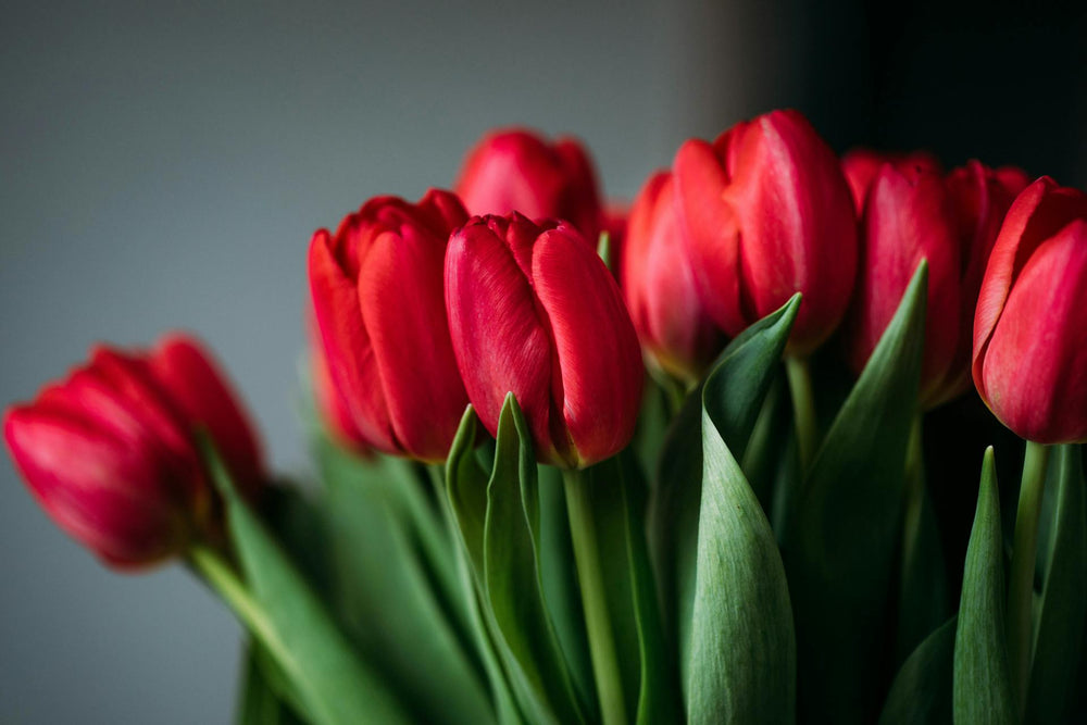 Tulip Symbolism: Unlocking the Meaning Behind These Beautiful Flowers