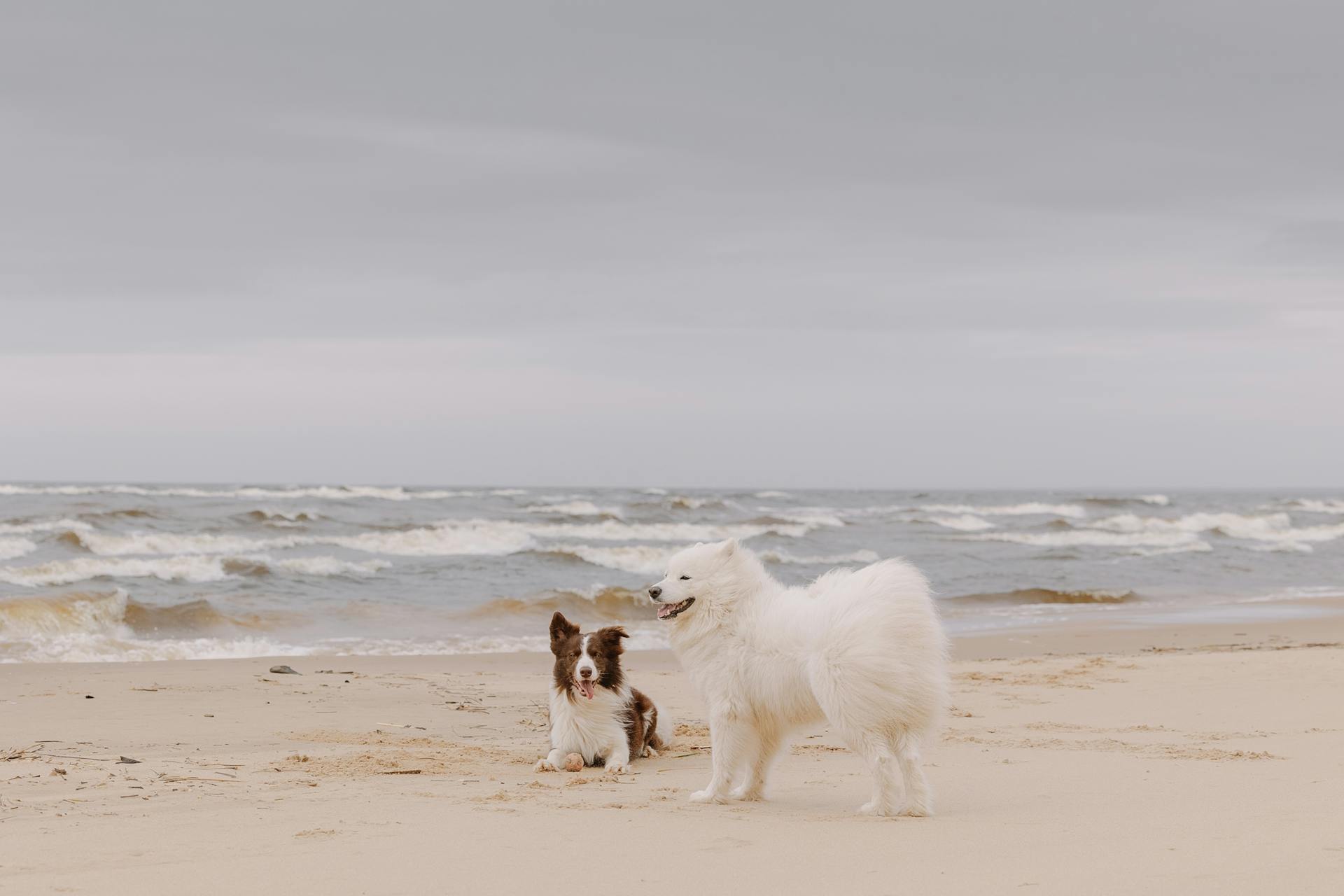 Forever By Your Side: How Pet Urns Help Preserve Cherished Memories