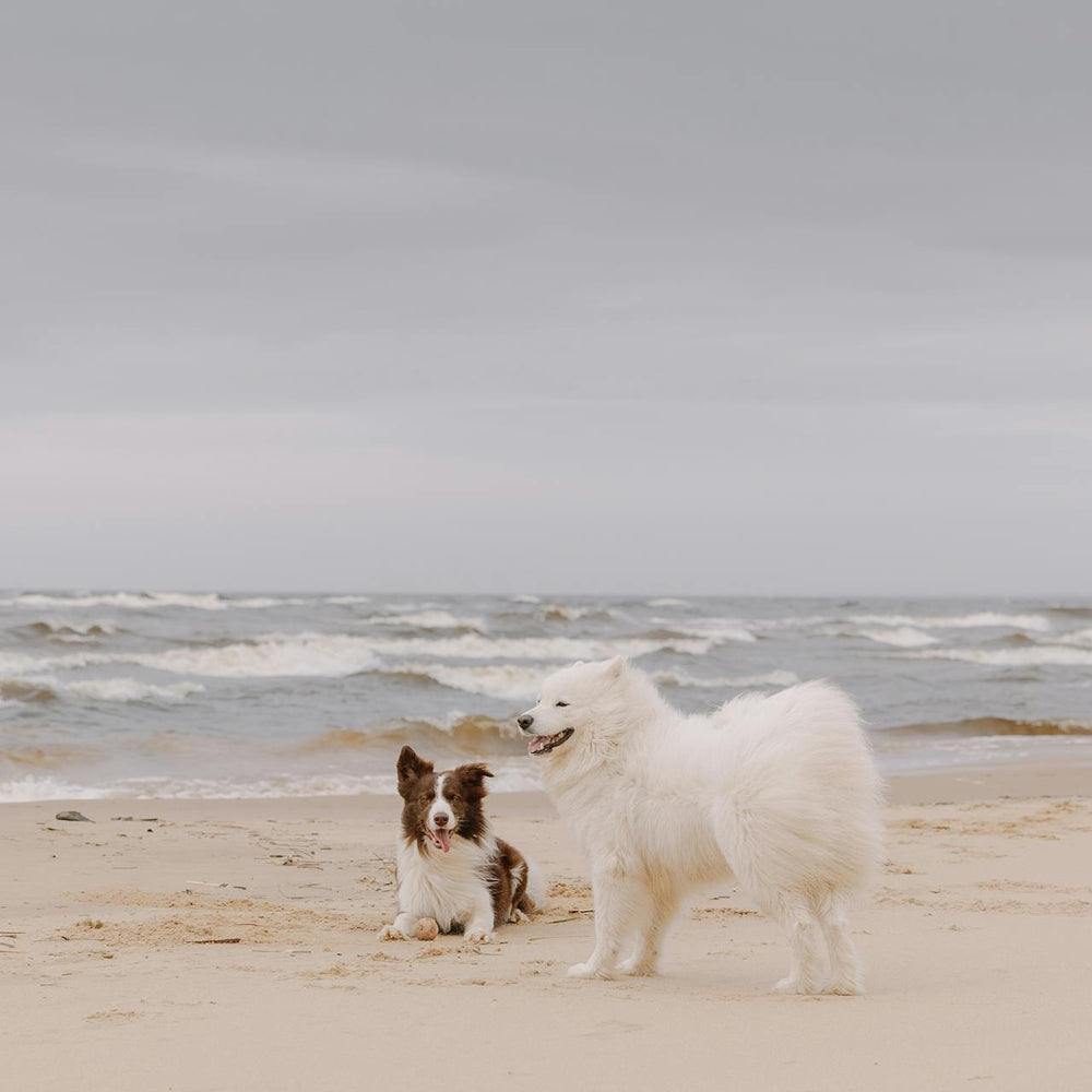 Forever By Your Side: How Pet Urns Help Preserve Cherished Memories