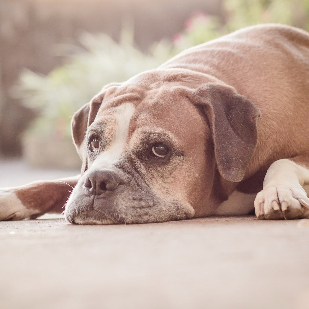 How to Choose the Best Pic for Your Pet’s Cremation Urn