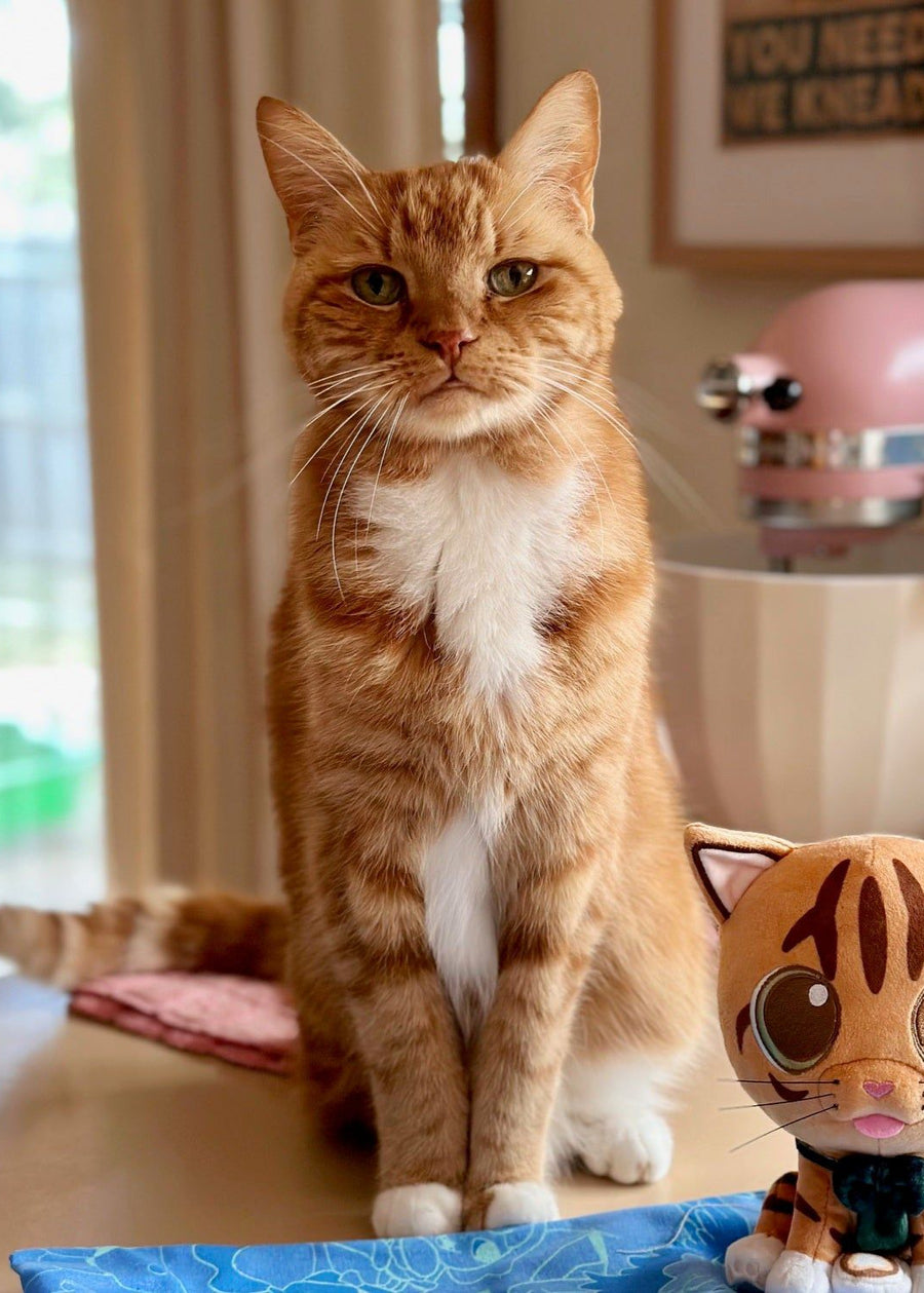 Urne pour animal décorée à la main d'après photo